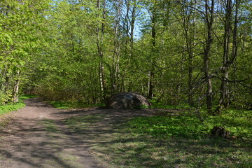 trees in the forest