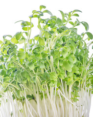 green garden cress isolated on white