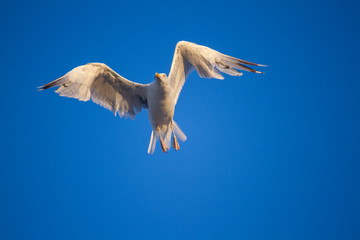 Möwe im Flug