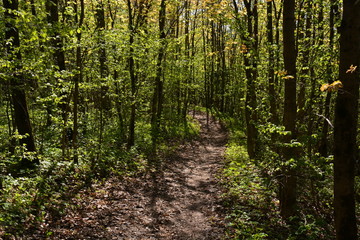 trees in the forest