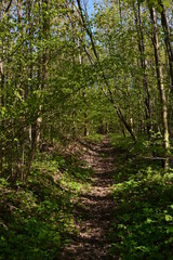 trees in the forest