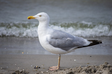 Möwe steht am Strand