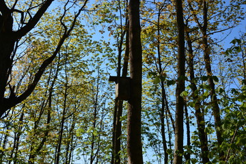 trees in the forest