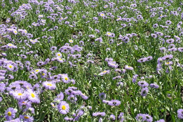 Foliage and violet flowers of Erigeron speciosus