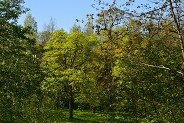 trees in the forest
