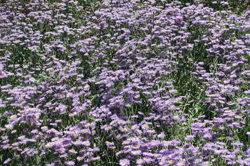 Obraz premium Lavender colored flowers of Erigeron speciosus in June
