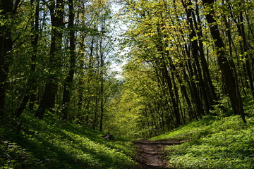 trees in the forest