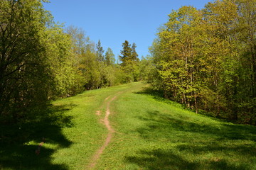 road in the forest