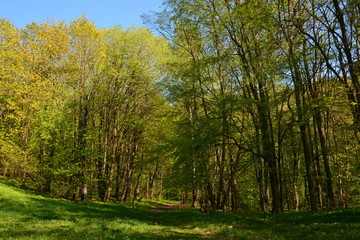 autumn in the park