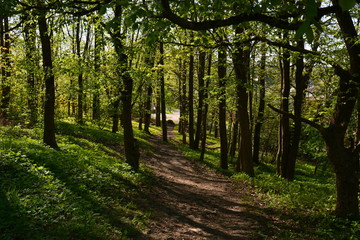path in the forest