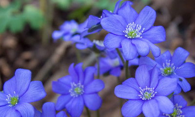 Obraz premium spring flowers forest,forest blue flowers grow in the spring after the first snow