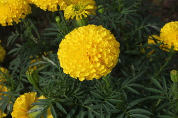 yellow flower 2