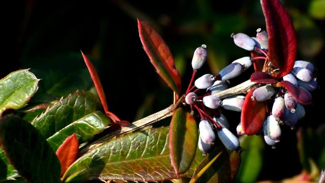Autumnal impressions from the surroundings of the Airport Berlin-Schoenefeld (Flughafen Berlin-Sch&ouml;nefeld) from October 5, 2015, Germany