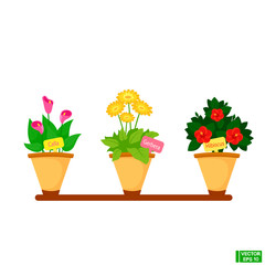 Set of indoor flowering plants in pots