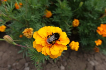 Bumble bee pollinating orange flower of French marigold