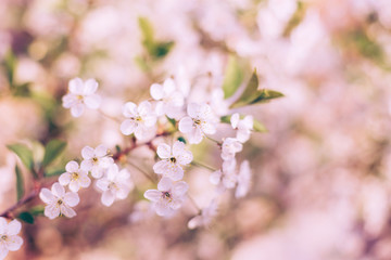 Fototapeta premium Branch of blossom cherry tree with beautiful bokeh background. Close-up