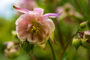 Obraz premium Pink flowering european columbine (Aquilegia vulgaris) with open blossom, close up and selective focus.