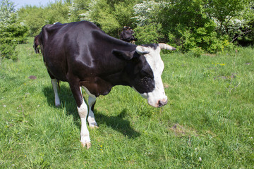 cow sleeping standing,black cow sleeping with her eyes closed on the grass