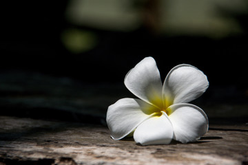  Frangipani flowers, the symbol of Thai spa, represents a refreshing, gentle and relaxing.