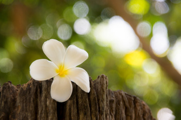  Frangipani flowers, the symbol of Thai spa, represents a refreshing, gentle and relaxing.