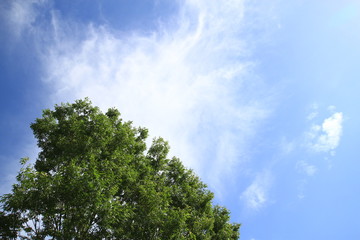 初夏の空