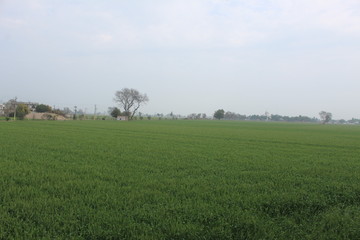A view of a vast field or farm with green crops.