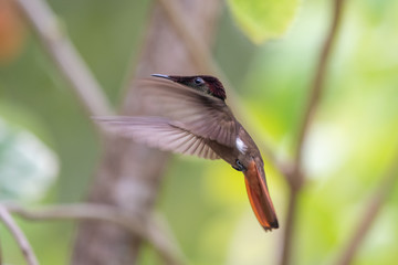 Blue hummingbird Violet Sabrewing flying next to beautiful red flower. Tinny bird fly in jungle. Wildlife in tropic Costa Rica. Two bird sucking nectar from bloom in the forest. Bird behaviour