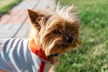 Yorkshire terrier in dog clothes stands on grass next to the country house near Moscow and looks into the distance in May 2019