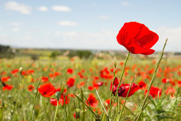 Detail of wild red poppies blooming in the springtime countryside