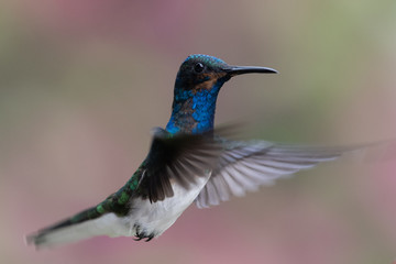 Obraz premium Blue hummingbird Violet Sabrewing flying next to beautiful red flower. Tinny bird fly in jungle. Wildlife in tropic Costa Rica. Two bird sucking nectar from bloom in the forest. Bird behaviour