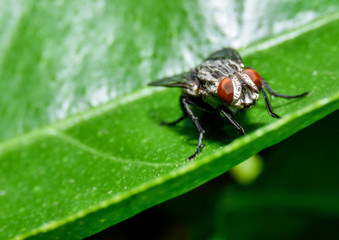 Naklejka premium close up flies on green leaves