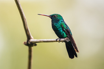 Blue hummingbird Violet Sabrewing flying next to beautiful red flower. Tinny bird fly in jungle. Wildlife in tropic Costa Rica. Two bird sucking nectar from bloom in the forest. Bird behaviour