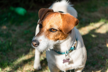 Jack Russell Terrier on green grass in park near Moscow in May 2019