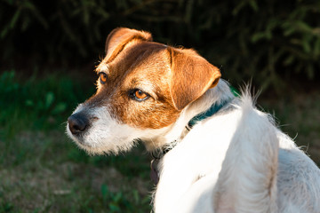 Jack Russell Terrier on green grass in park near Moscow in May 2019