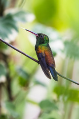 Blue hummingbird Violet Sabrewing flying next to beautiful red flower. Tinny bird fly in jungle. Wildlife in tropic Costa Rica. Two bird sucking nectar from bloom in the forest. Bird behaviour