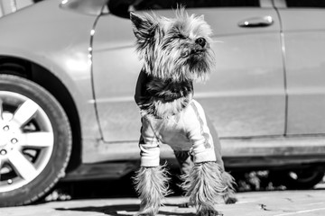 Yorkshire terrier in dog clothes stands on the road near car next to the country house near Moscow in May 2019