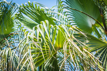 Obraz na płótnie Canvas Branchy branches of green palm trees hang in sun with blue sky.