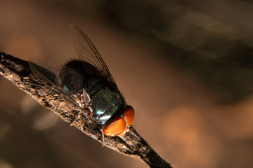 fly extreme close up