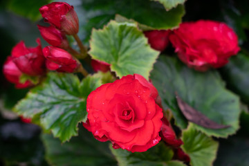 Numerous bright flowers of tuberous begonias (Begonia tuberhybrida) in garden.