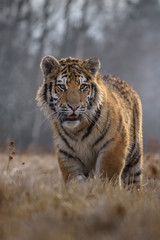 Obraz premium Siberian Tiger running. Beautiful, dynamic and powerful photo of this majestic animal. Set in environment typical for this amazing animal. Birches and meadows