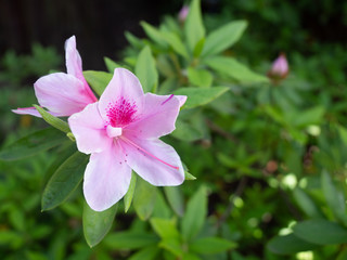 Red azalea. The beautiful pink flowers are blooming in the garden, with green leaves as the background.