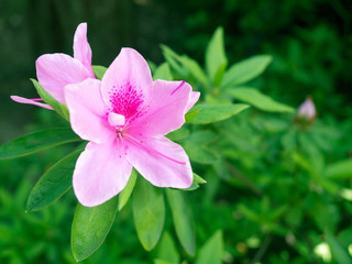 Red azalea. The beautiful pink flowers are blooming in the garden, with green leaves as the background.