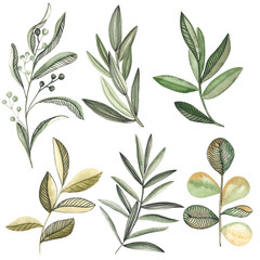  Watercolor illustration of green plants. Twig olives. Plantation of eucalyptus. Aquarium herbs. Creating a design of green plants. Wedding decorations