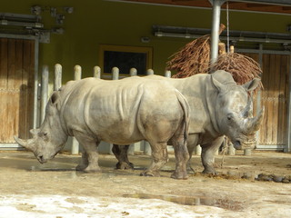 Rhinoceros