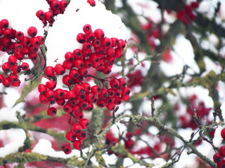 red berries of viburnum on a branch