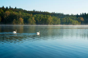 White swans on a mountain lake spring day under the open sky against the background of high mountains and bright forest