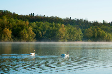 White swans on a mountain lake spring day under the open sky against the background of high mountains and bright forest