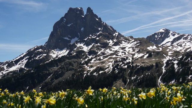 view of Pic du Midi Ossau with daffodils in springtime, french Pyrenees
