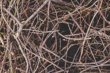 Texture of a dry branches, nature background. Cut branches of a trees