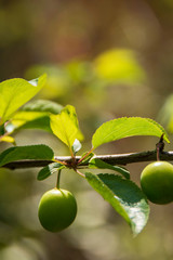 fruit and trees grown in gardens